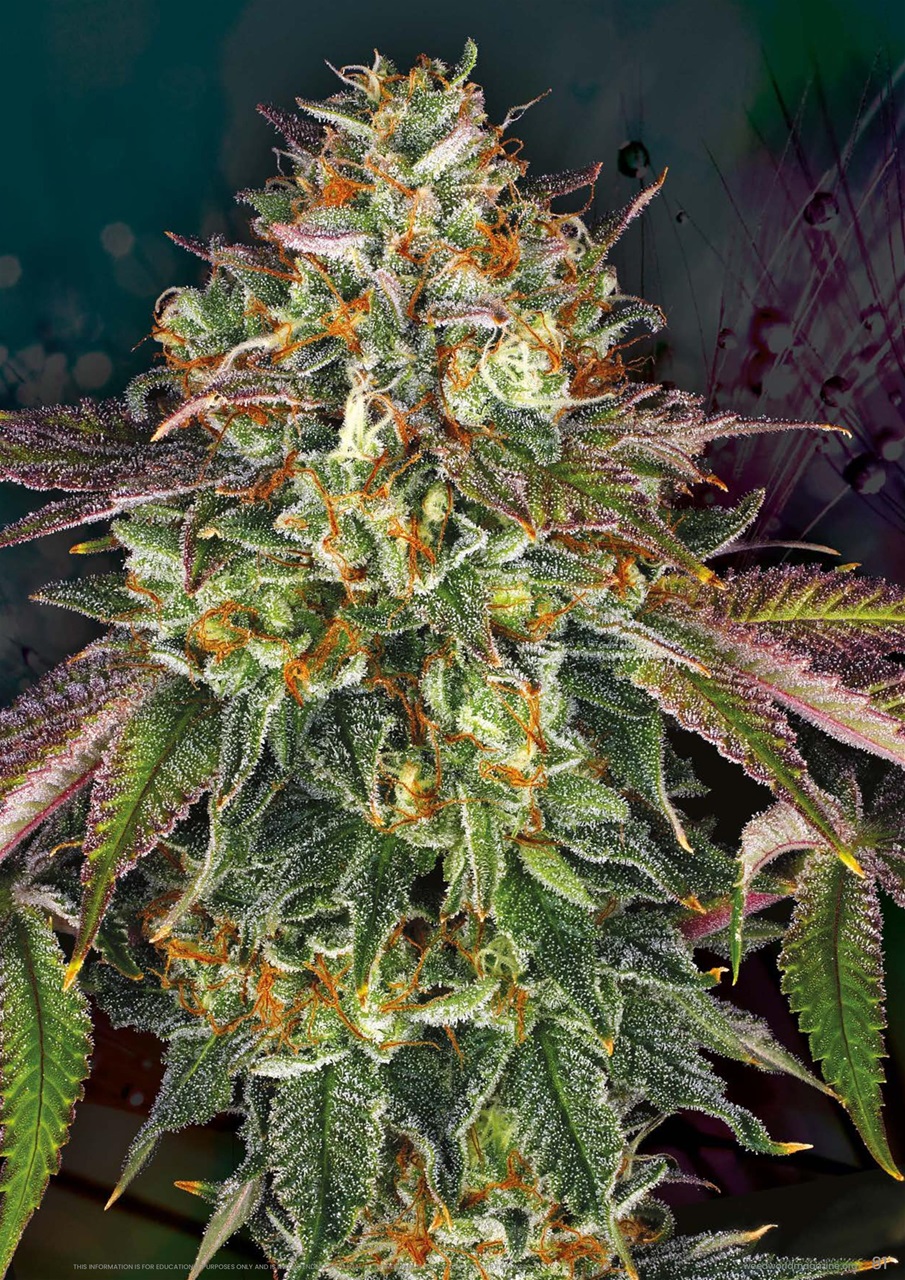 Weed World Preview Pages