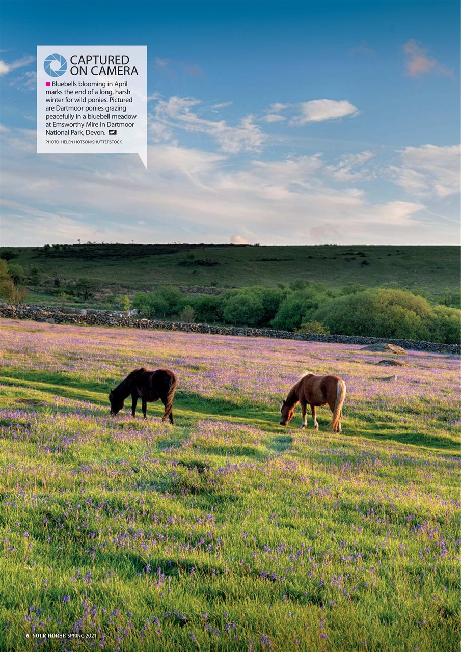 Your Horse Preview Pages
