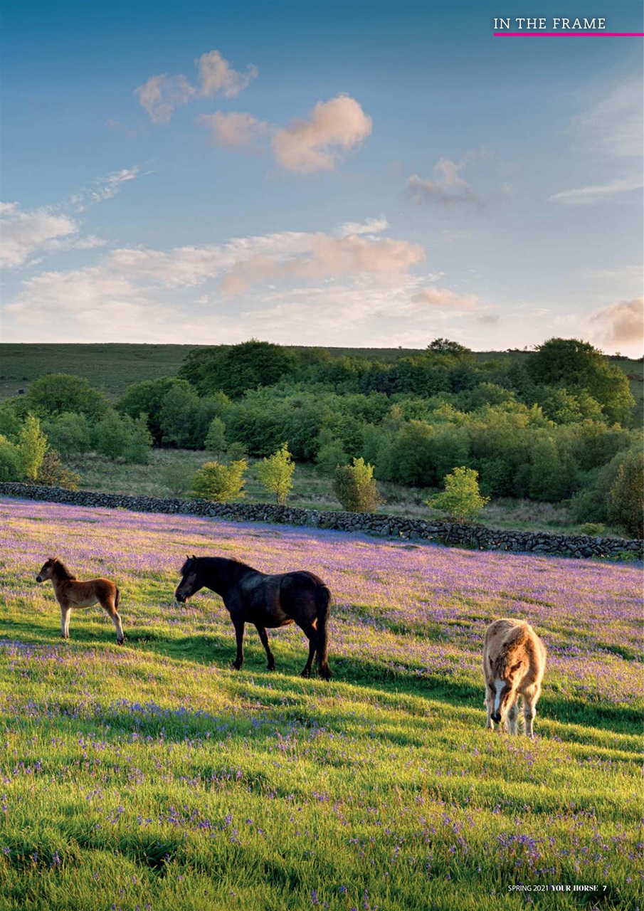 Your Horse Preview Pages