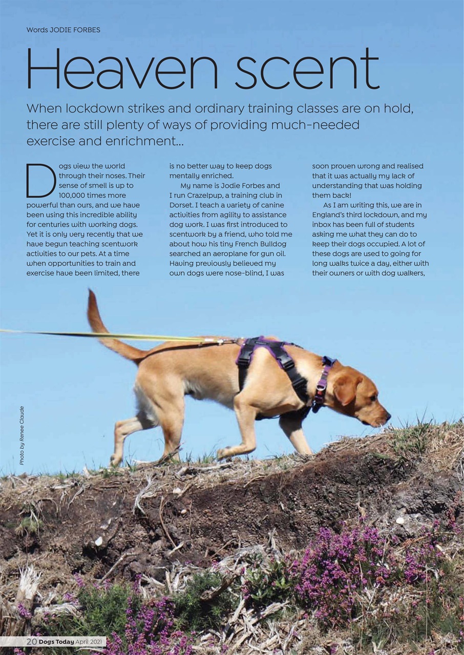 Dogs Today Magazine Preview Pages