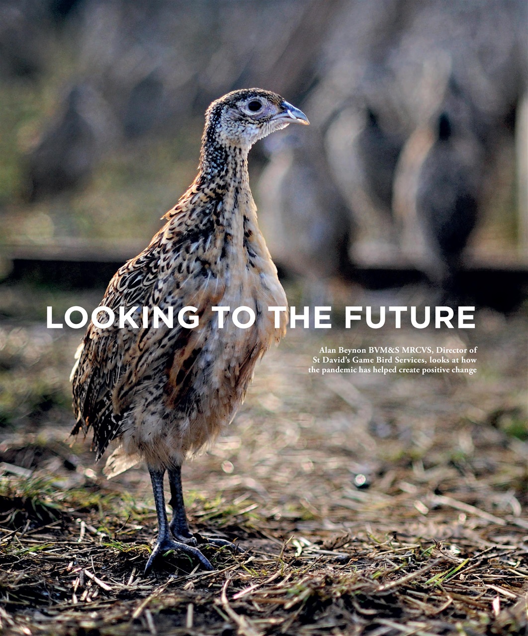 Fieldsports Journal Preview Pages