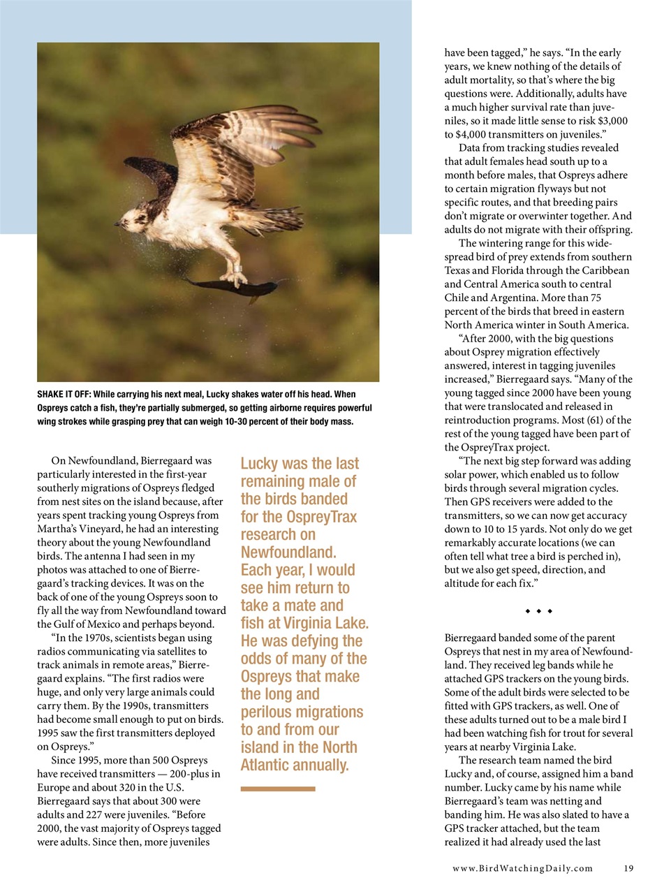 BirdWatching Preview Pages
