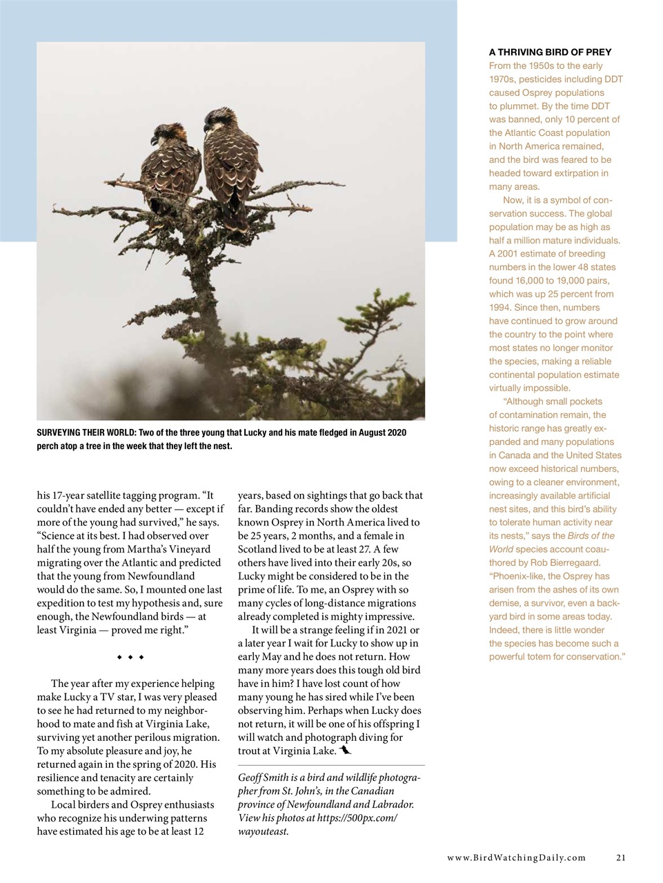BirdWatching Preview Pages