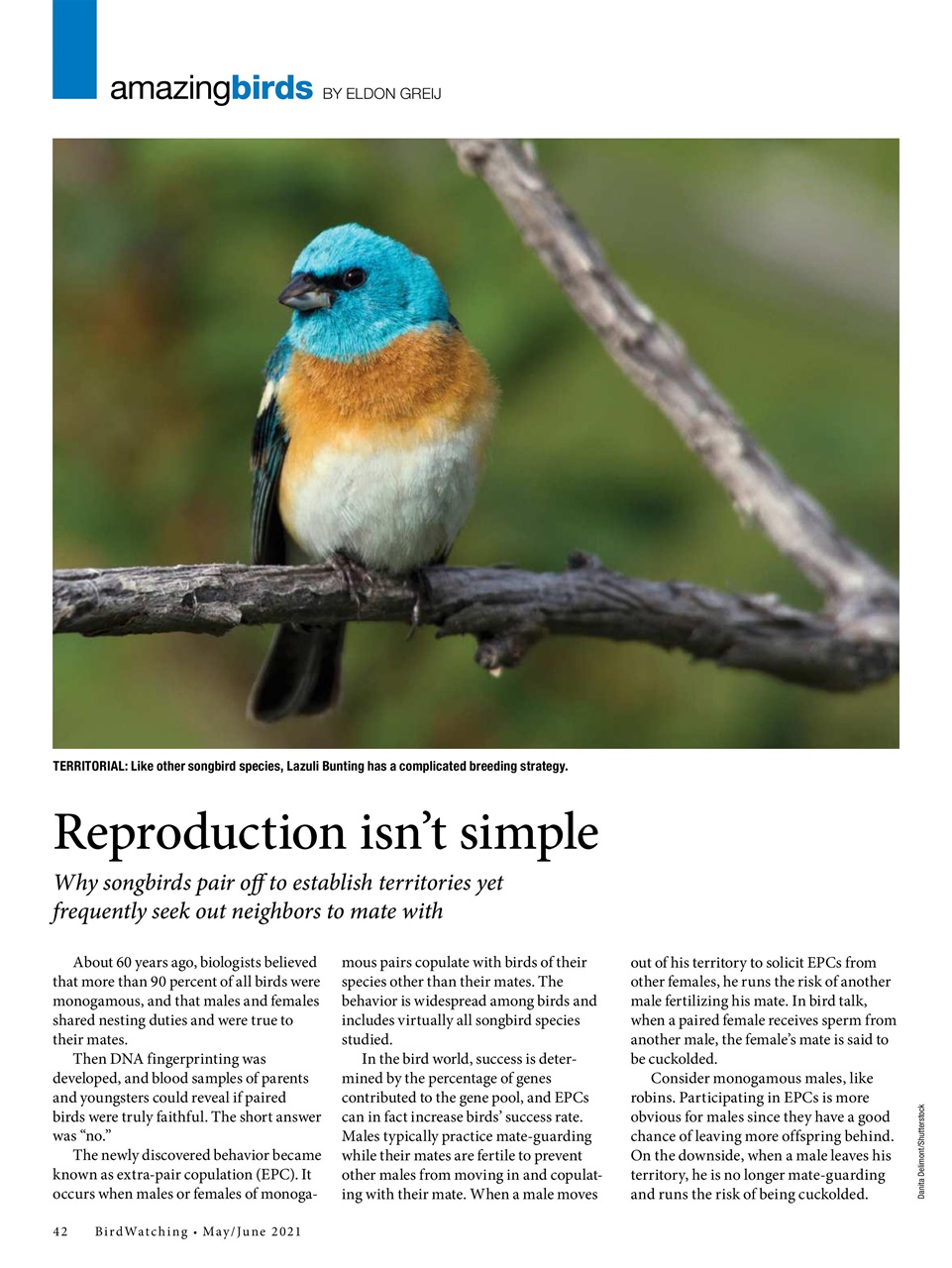 BirdWatching Preview Pages