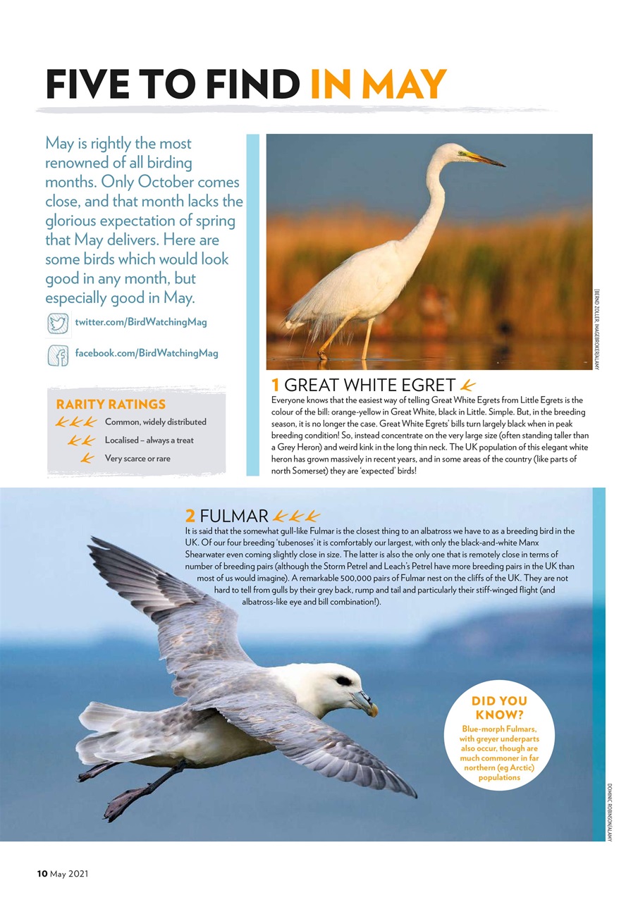 Bird Watching Preview Pages
