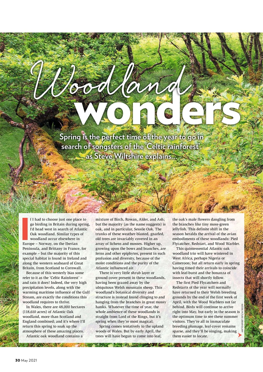 Bird Watching Preview Pages