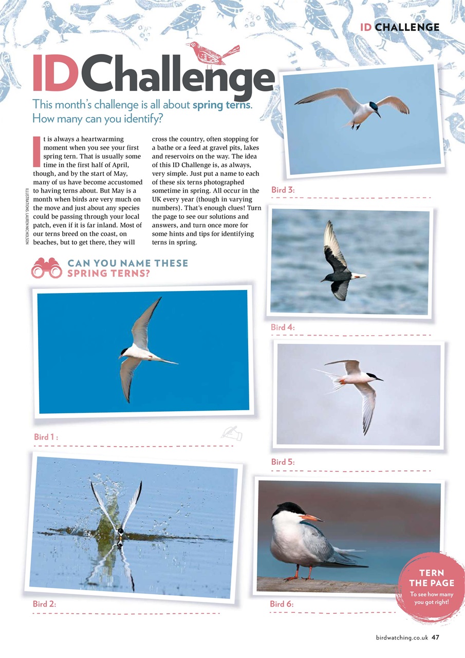 Bird Watching Preview Pages