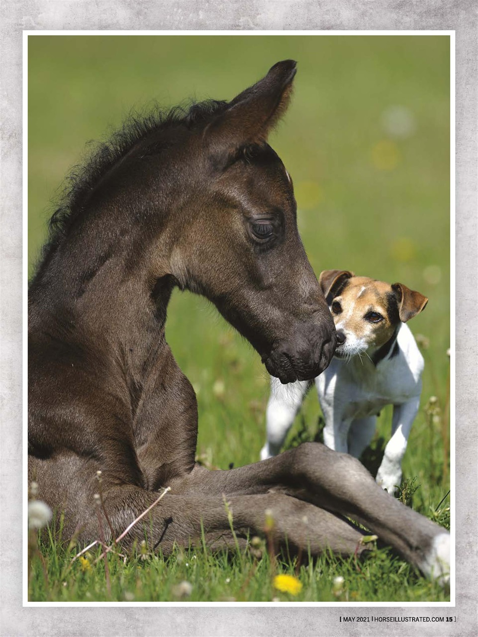 Horse Illustrated Magazine Preview Pages