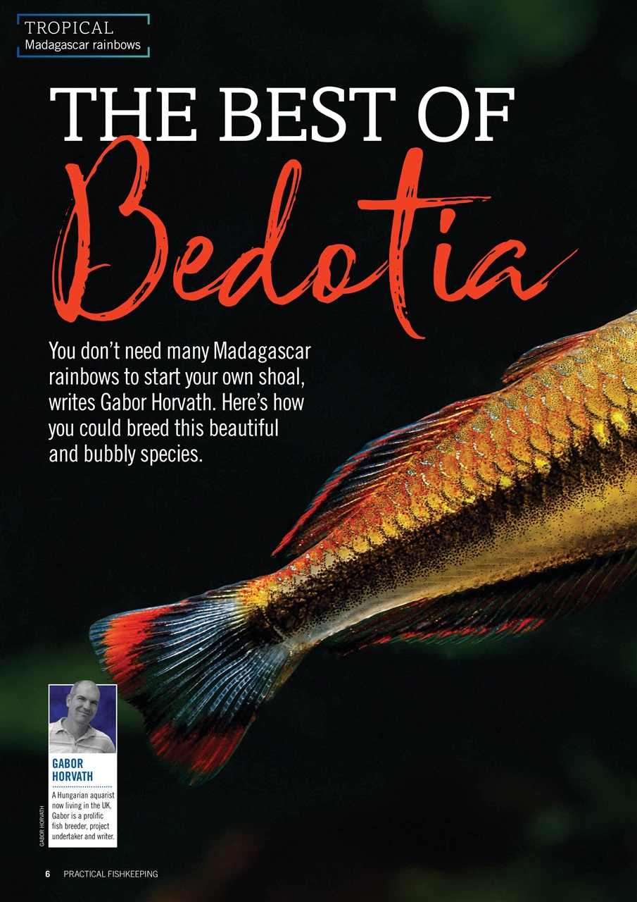 Practical Fishkeeping Preview Pages