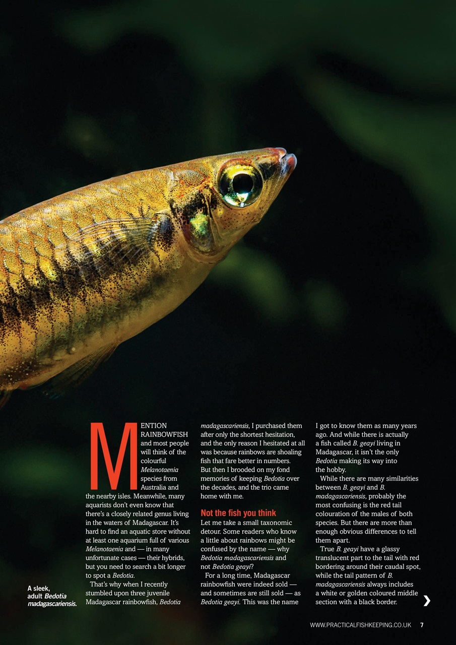 Practical Fishkeeping Preview Pages