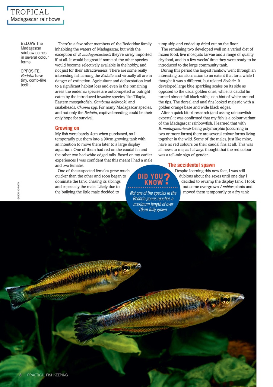 Practical Fishkeeping Preview Pages