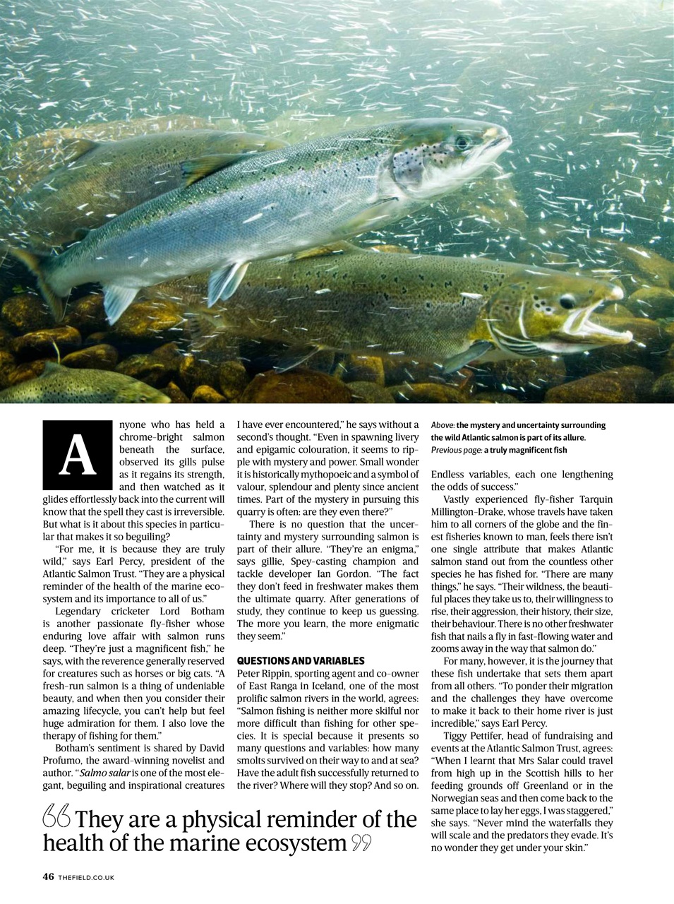 The Field Preview Pages