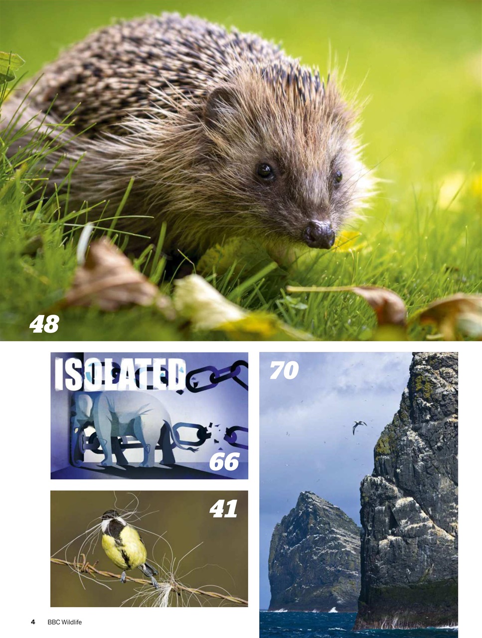 BBC Wildlife Magazine Preview Pages