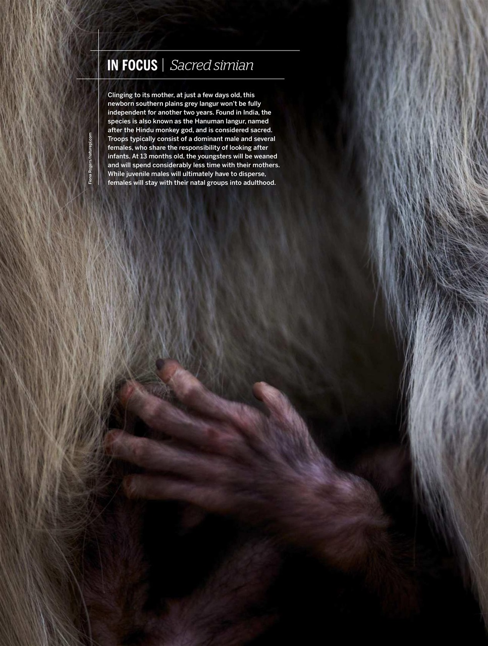 BBC Wildlife Magazine Preview Pages