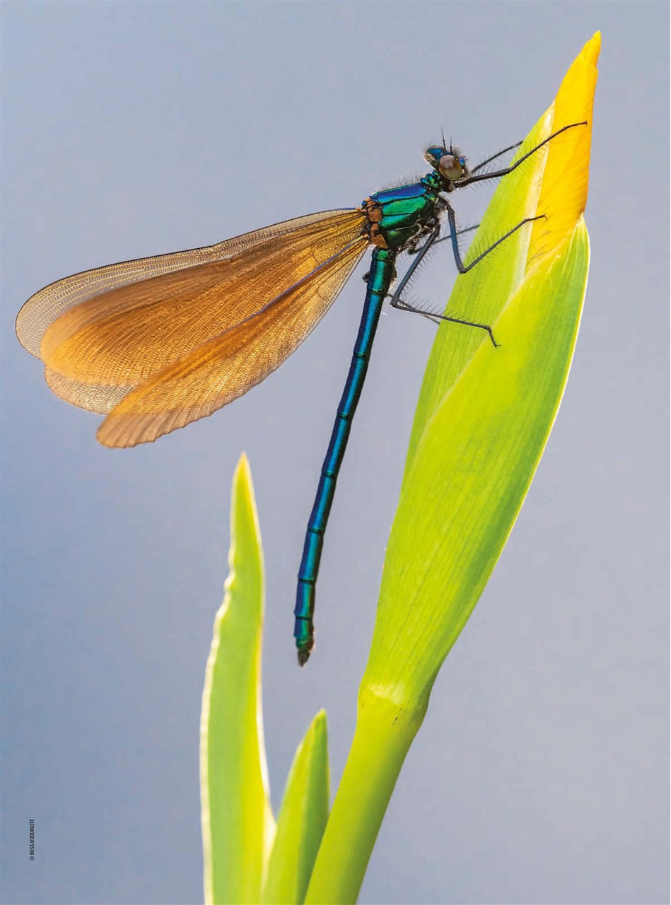 Improve Your Photography Preview Pages