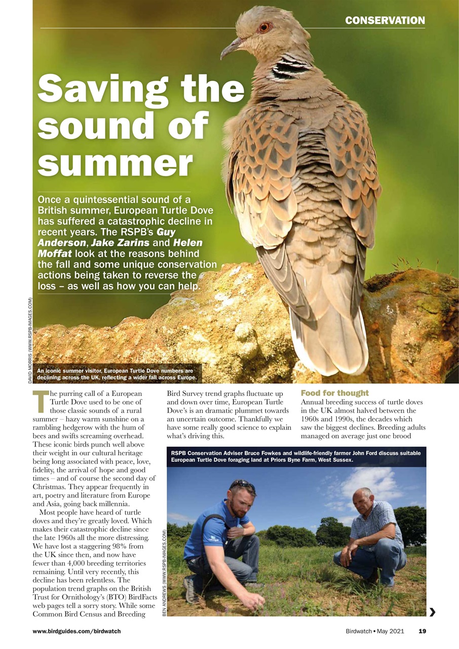 Birdwatch Magazine Preview Pages