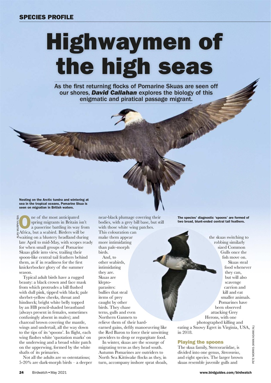 Birdwatch Magazine Preview Pages