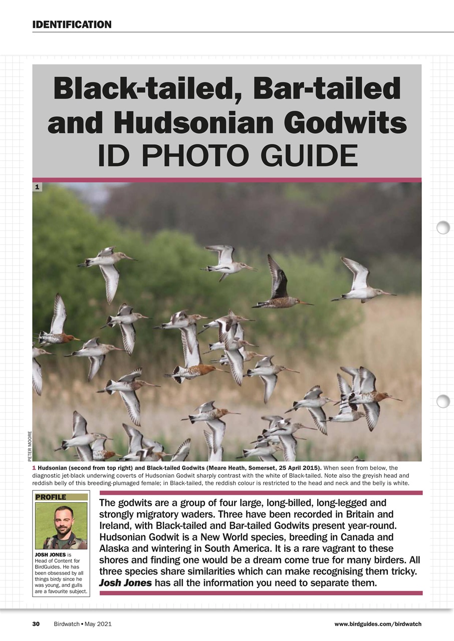Birdwatch Magazine Preview Pages