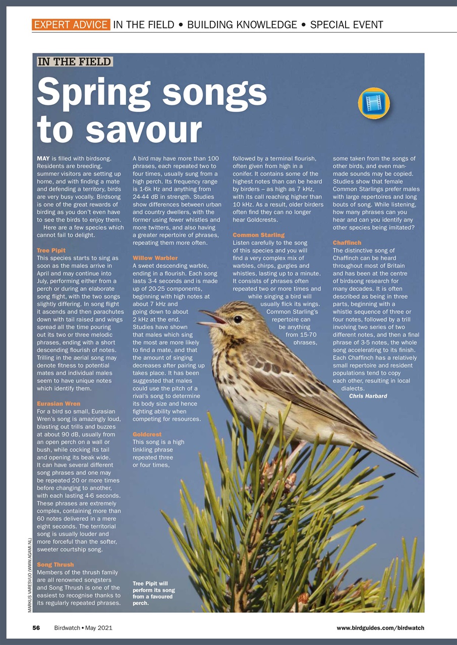 Birdwatch Magazine Preview Pages