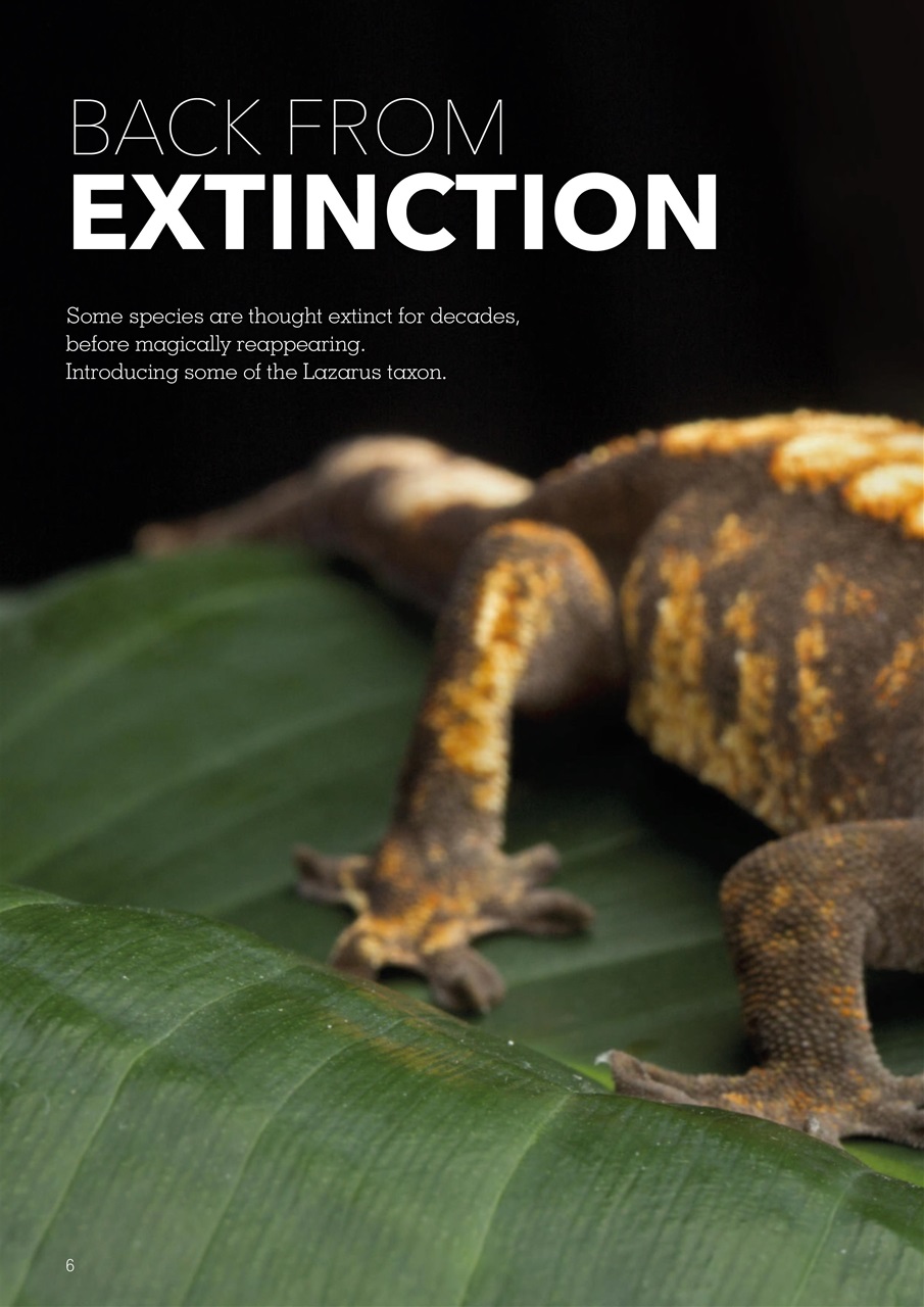 Exotics Keeper Preview Pages