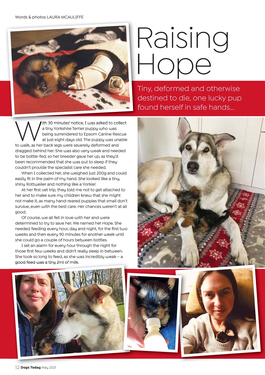 Dogs Today Magazine Preview Pages