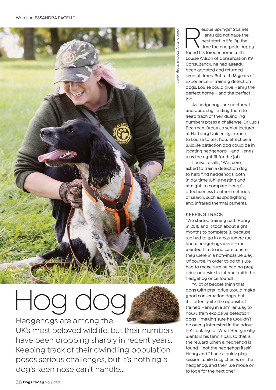 Dogs Today Magazine Preview Pages