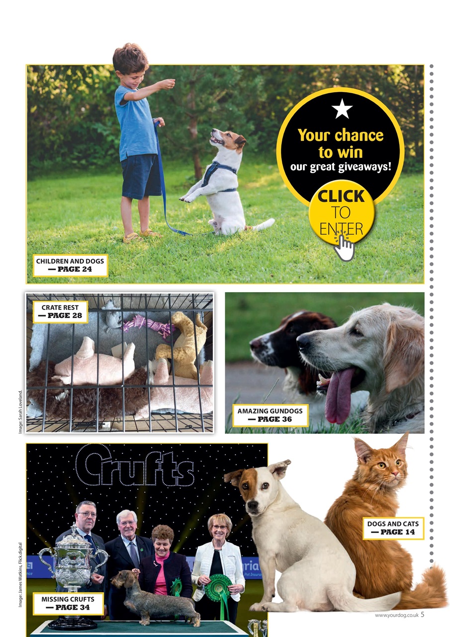 Your Dog Preview Pages