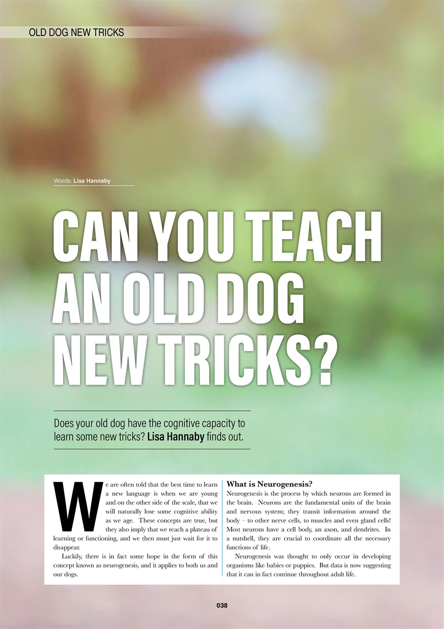 Edition Dog Preview Pages