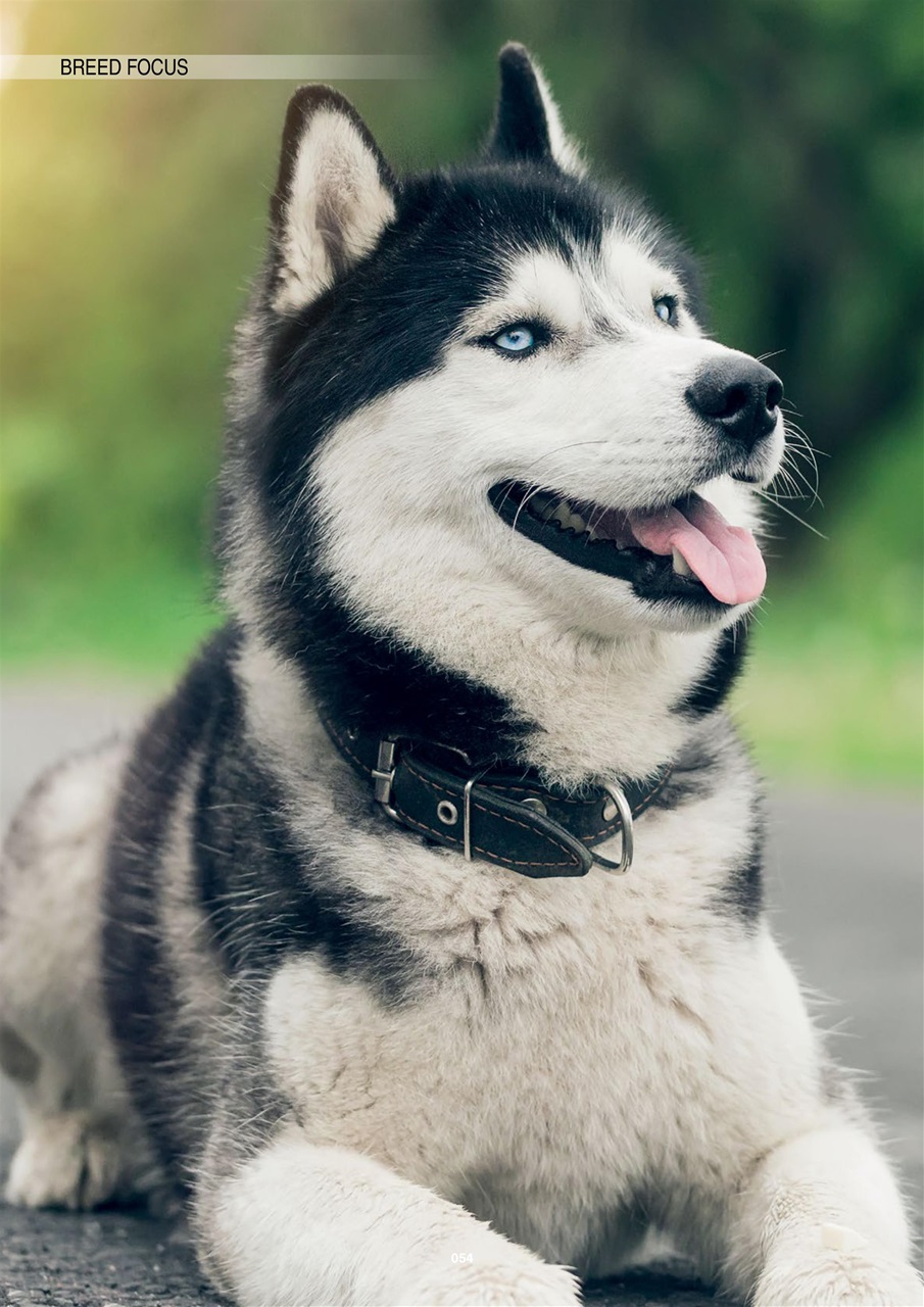 Edition Dog Preview Pages