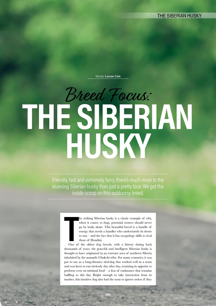 Edition Dog Preview Pages