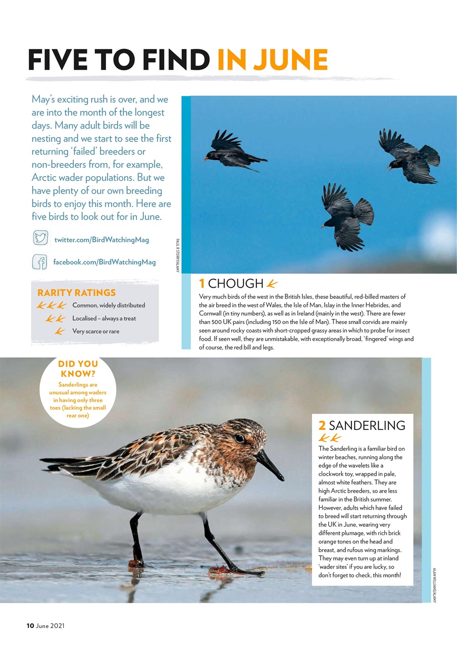 Bird Watching Preview Pages