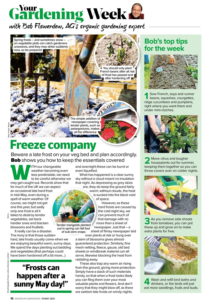 Amateur Gardening Preview Pages