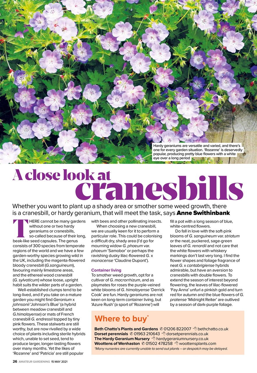 Amateur Gardening Preview Pages