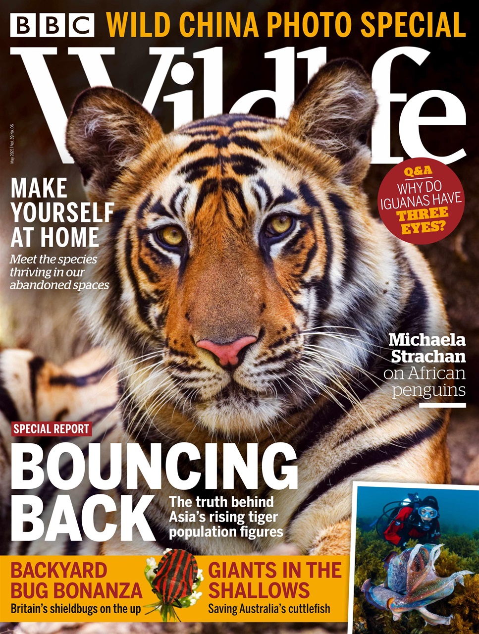 BBC Wildlife Magazine Preview Pages