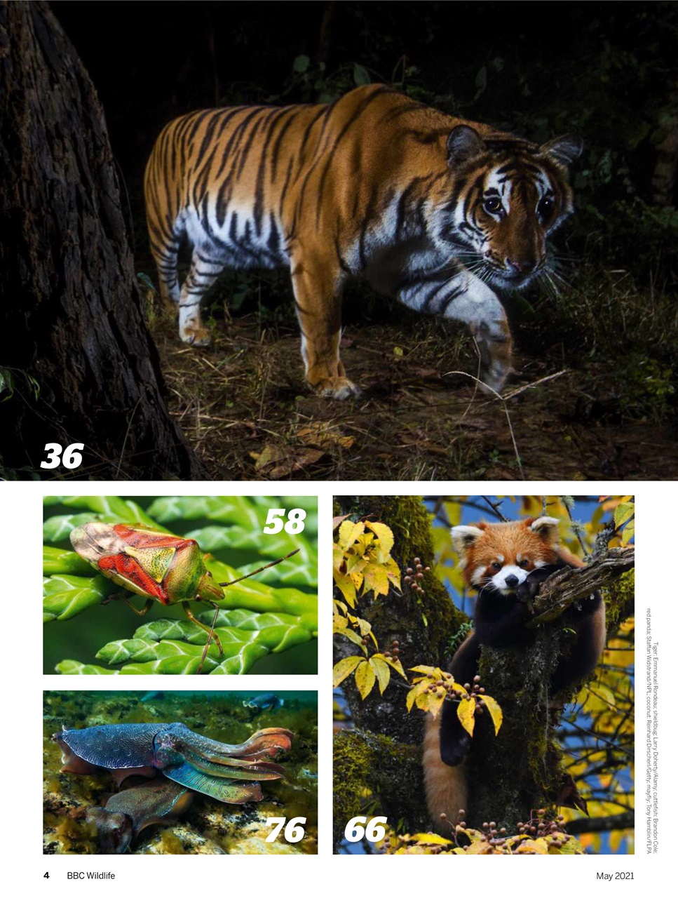 BBC Wildlife Magazine Preview Pages