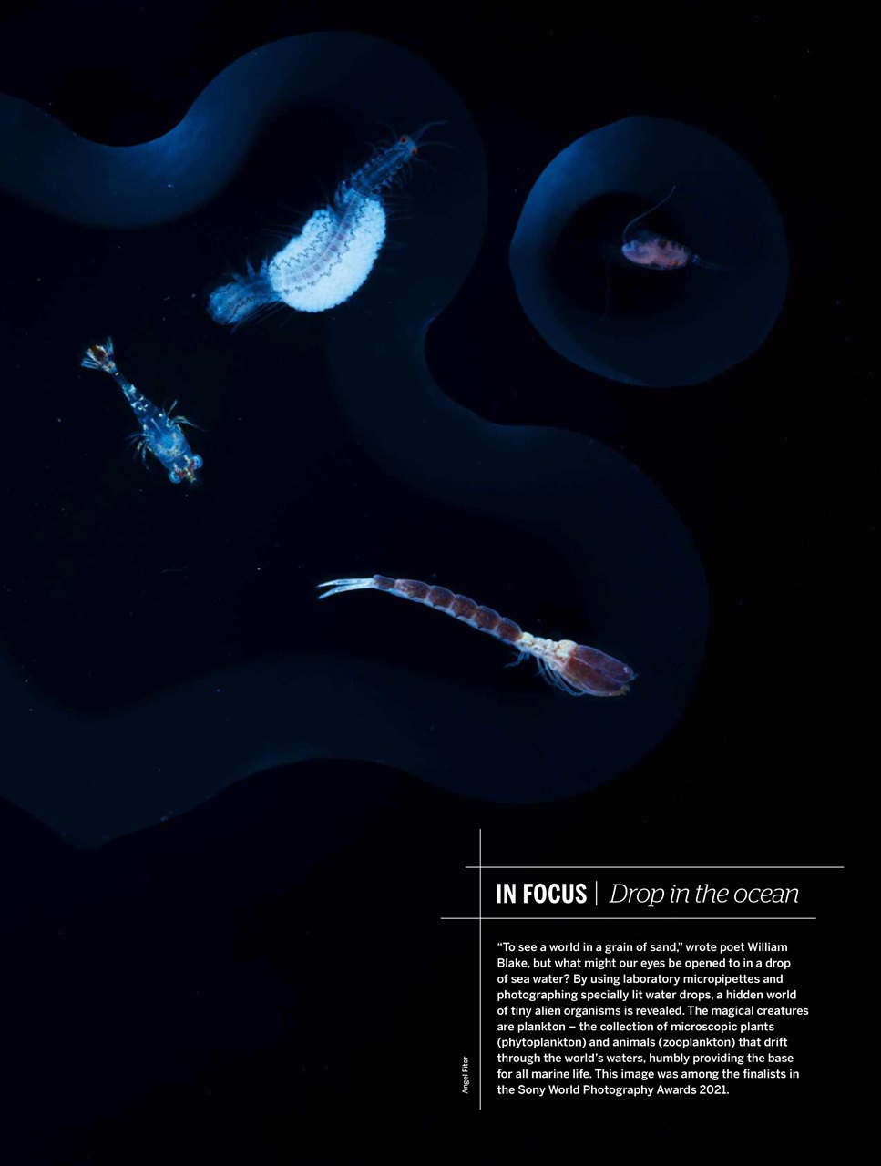 BBC Wildlife Magazine Preview Pages