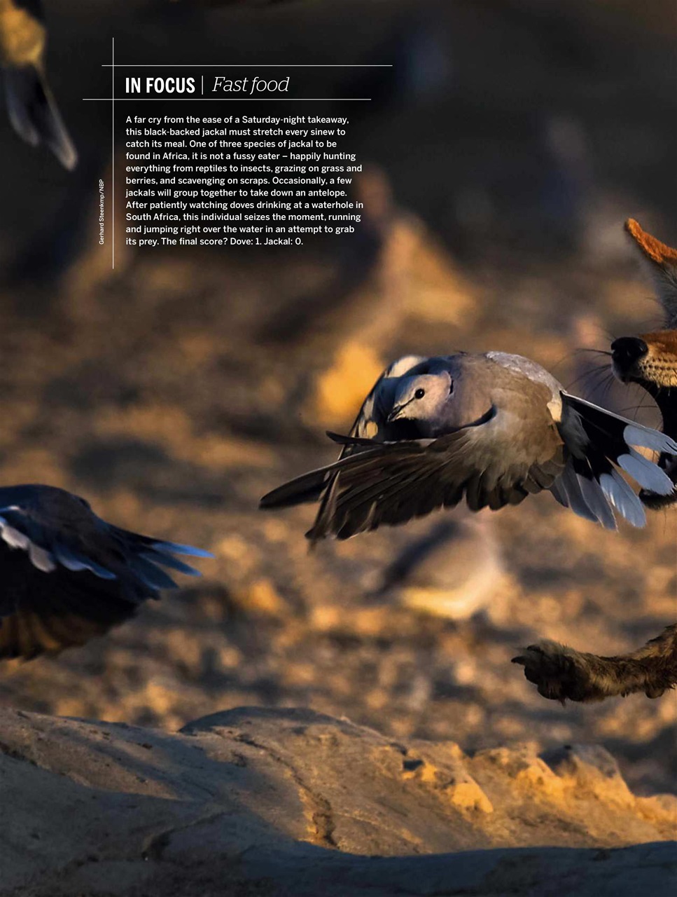 BBC Wildlife Magazine Preview Pages
