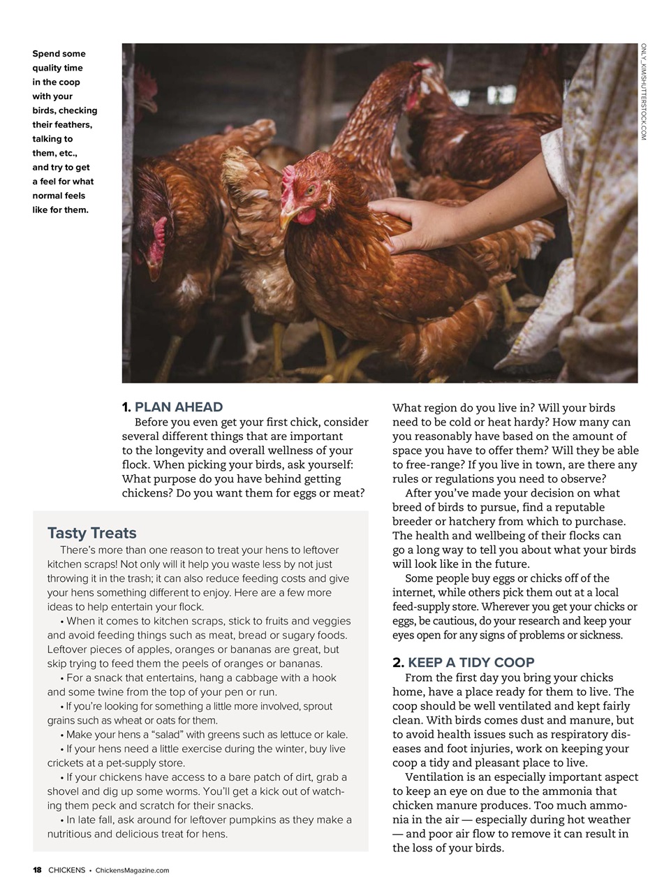 Chickens Magazine Preview Pages