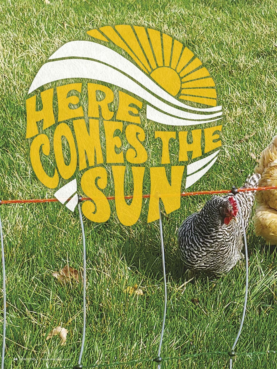 Chickens Magazine Preview Pages