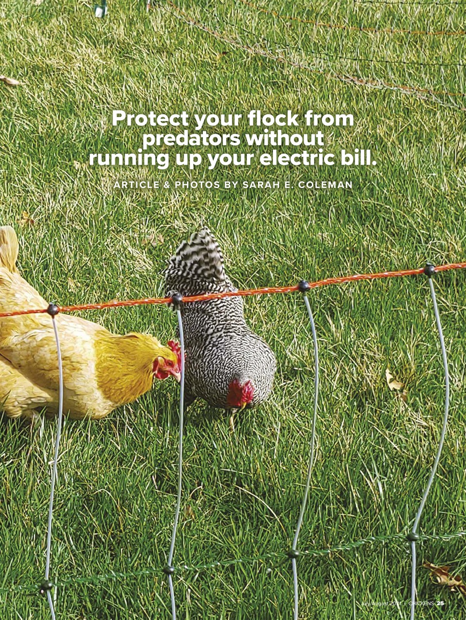 Chickens Magazine Preview Pages