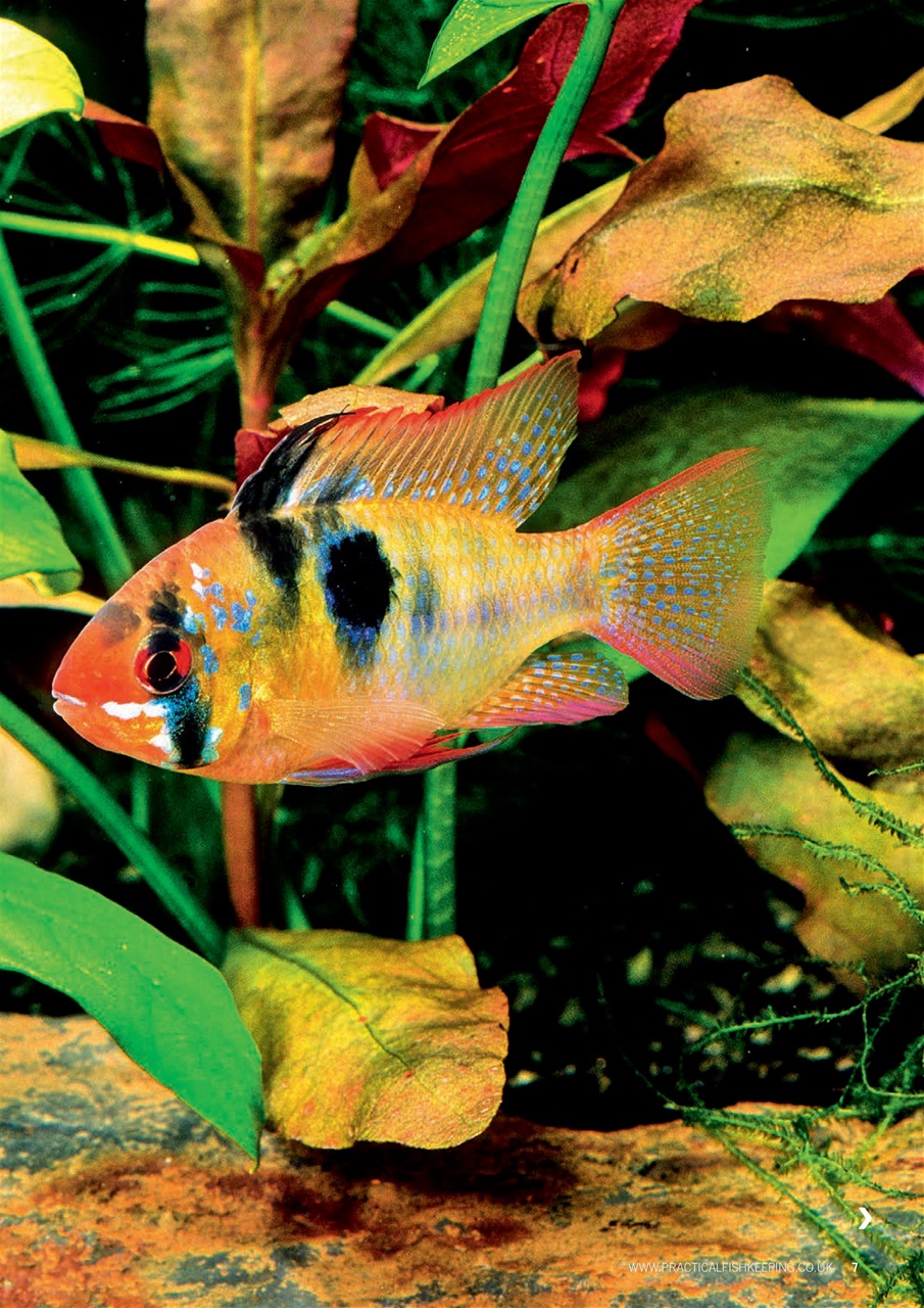 Practical Fishkeeping Preview Pages