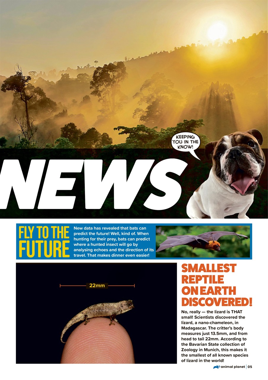 Animal Planet Kids Preview Pages