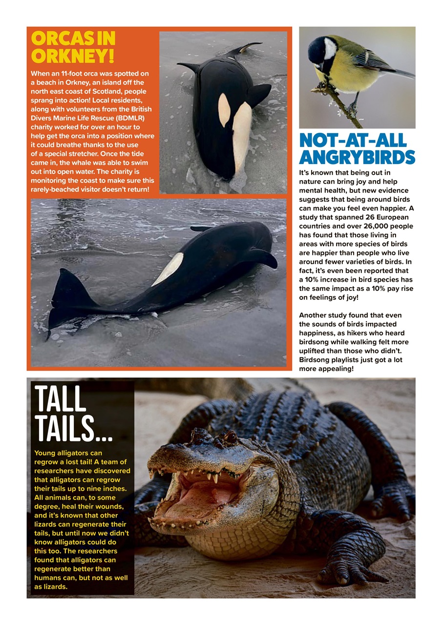 Animal Planet Kids Preview Pages