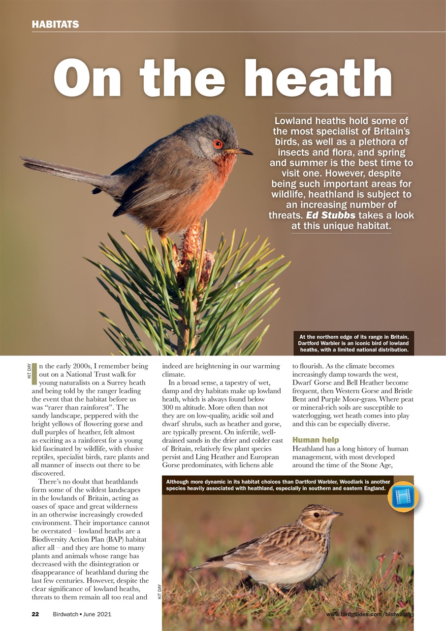 Birdwatch Magazine Preview Pages