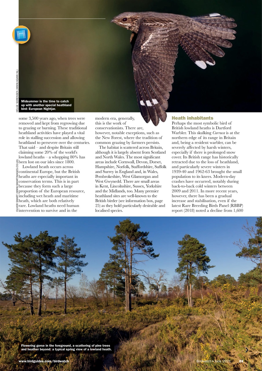 Birdwatch Magazine Preview Pages