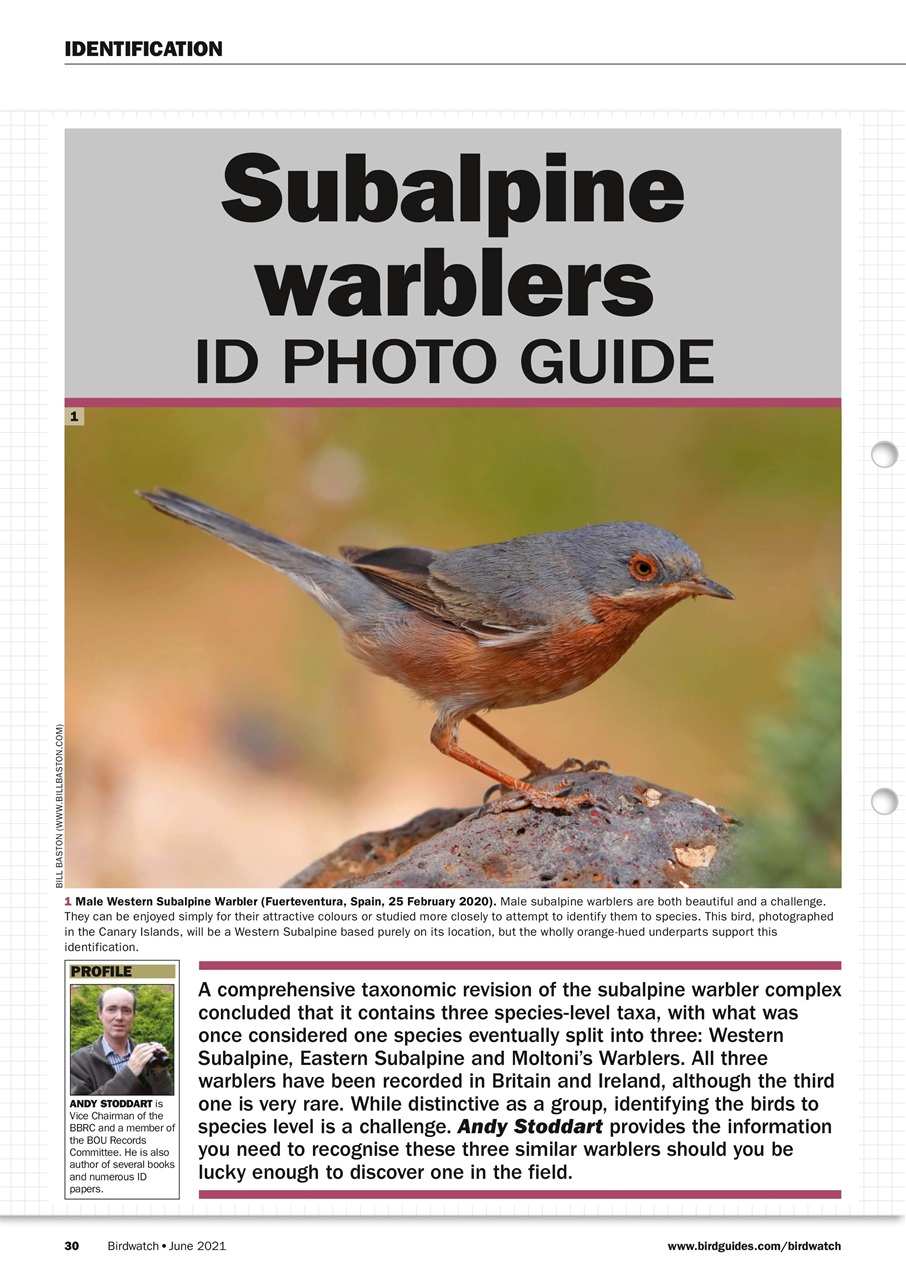 Birdwatch Magazine Preview Pages