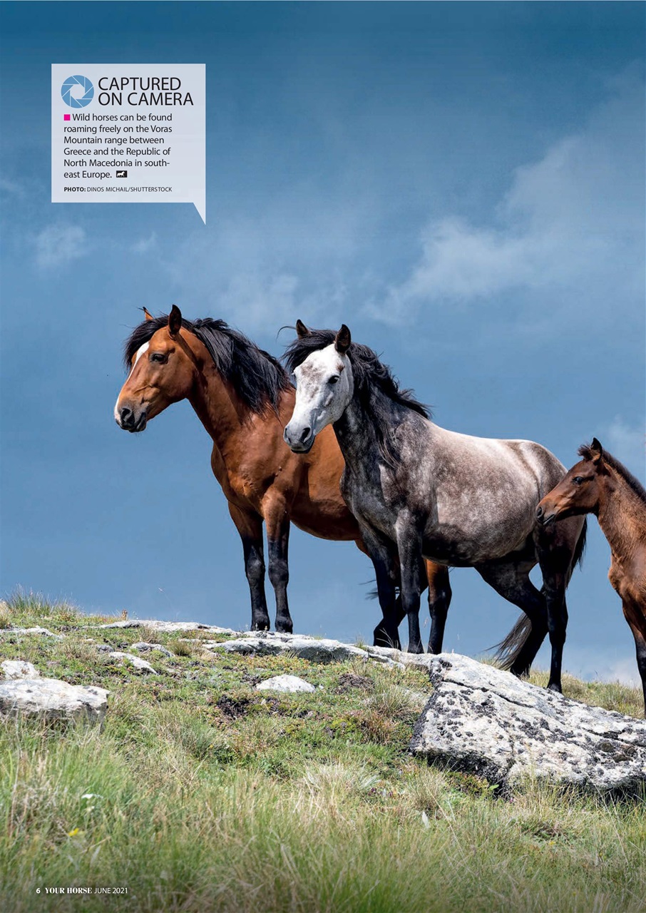 Your Horse Preview Pages