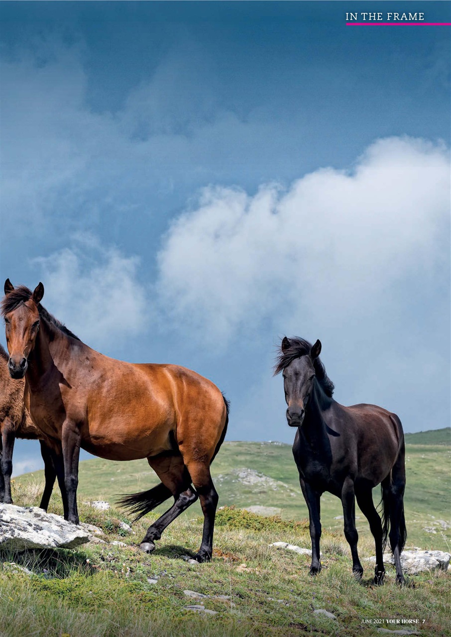 Your Horse Preview Pages