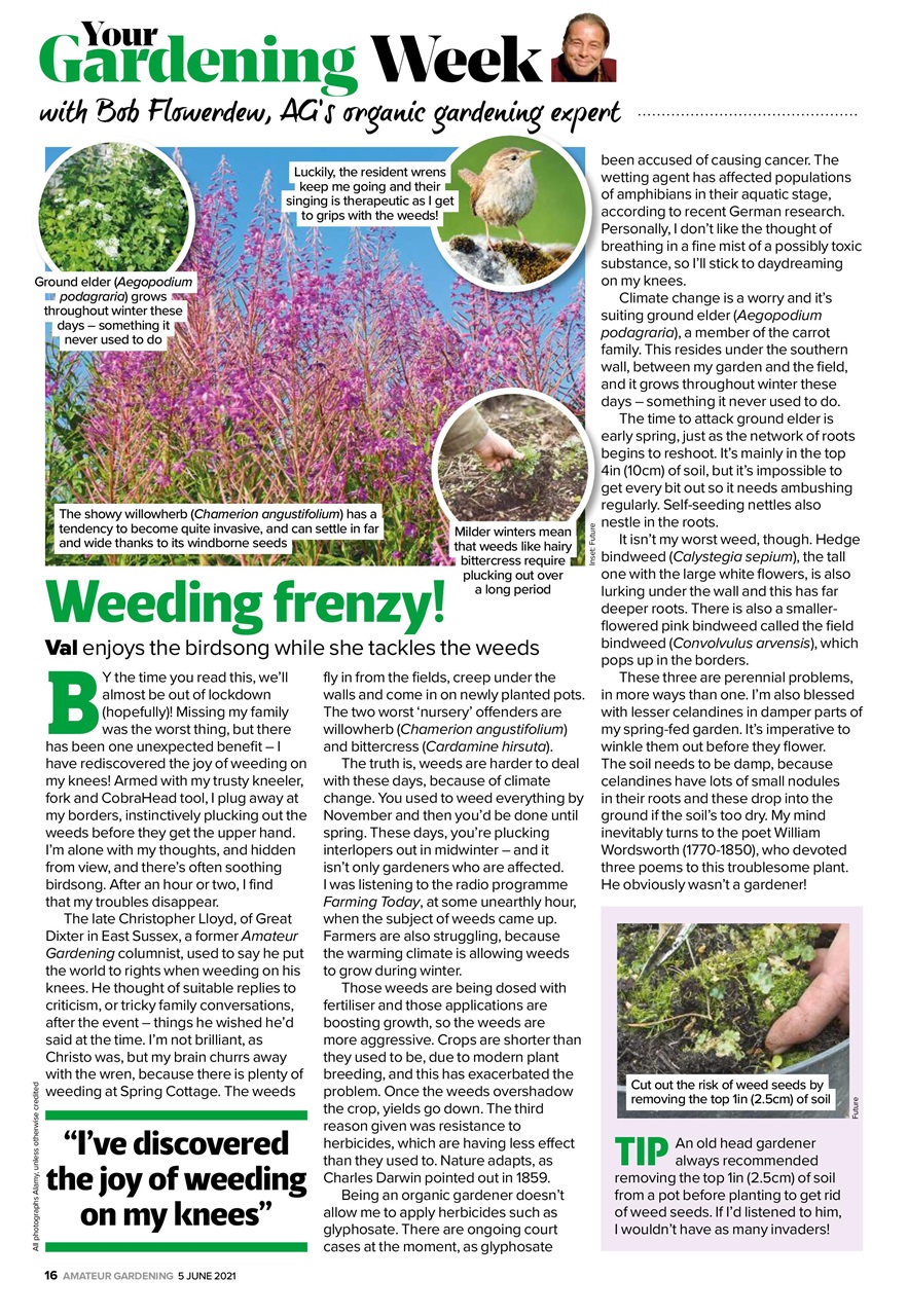 Amateur Gardening Preview Pages