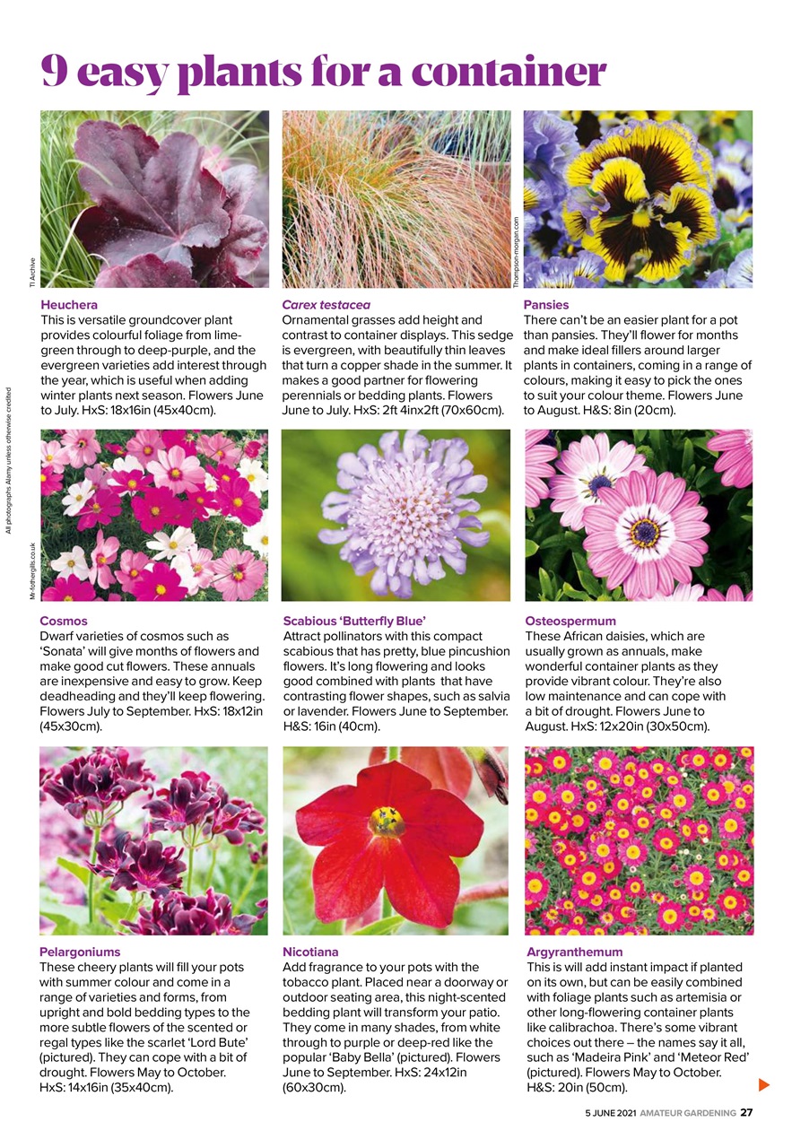 Amateur Gardening Preview Pages